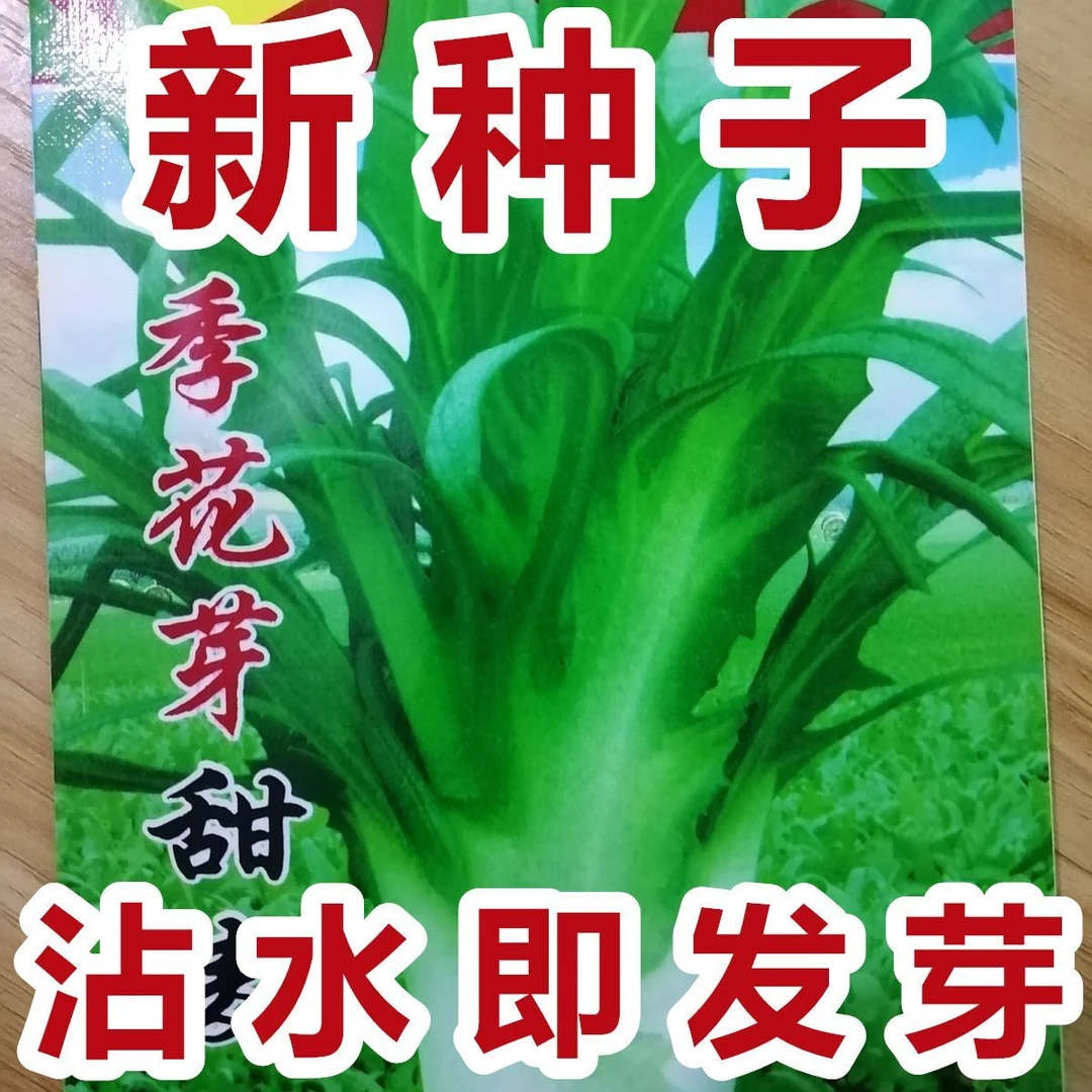 【新种上市】新西兰进口甜麦菜种子高产甜脆油麦菜籽蔬菜种子大全