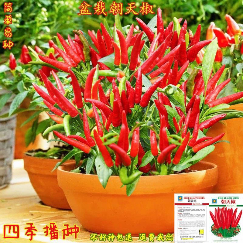 四季小米椒辣椒种子可食用香辣椒庭院阳台盆栽朝天椒种籽蔬菜种子
