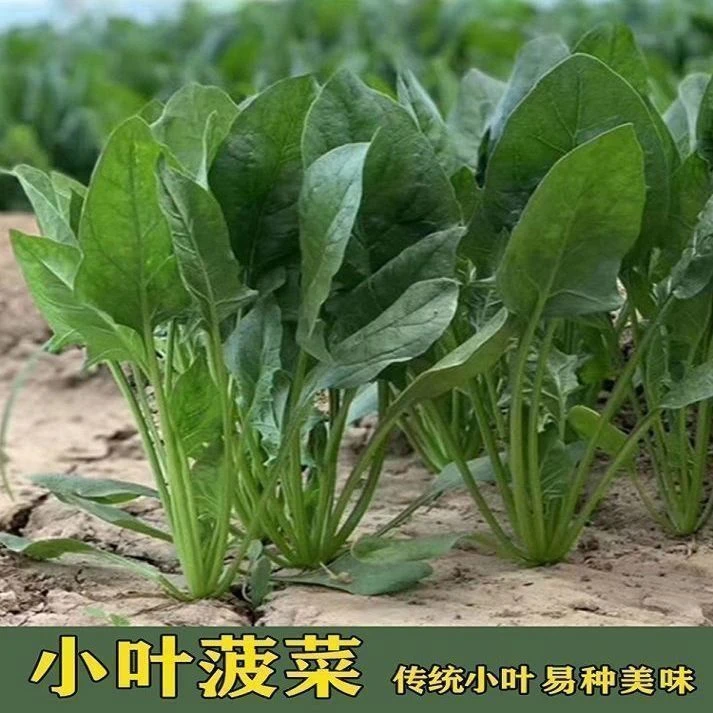 农家小叶菠菜种子老品种秋冬四季播种可留种阳台菜园