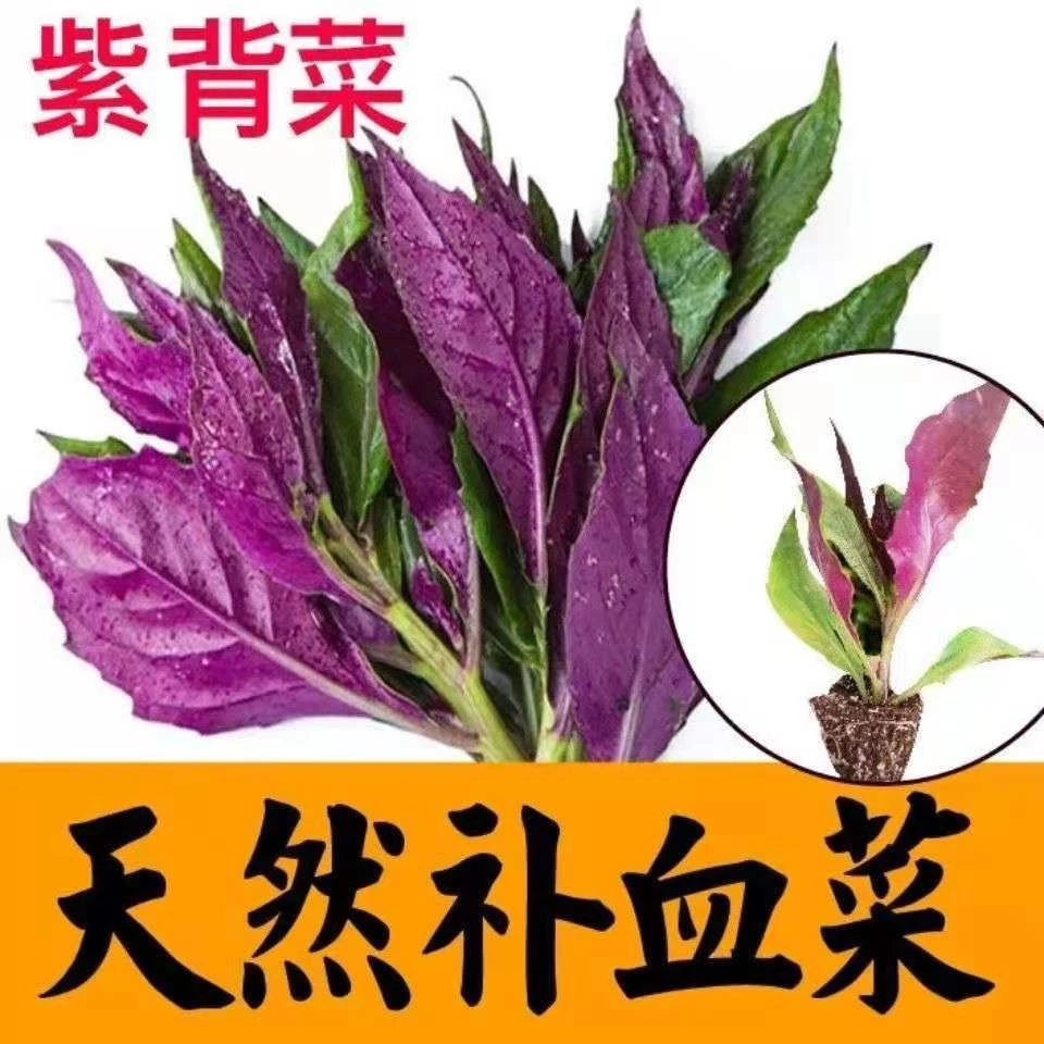 补血紫背菜种籽血皮菜观音菜种四川紫背天葵种子特色营养蔬菜种子