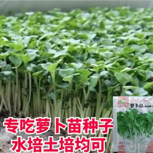 四季速生七天可吃萝卜苗萝卜菜娃娃菜种子阳台水培菜有机芽苗种籽