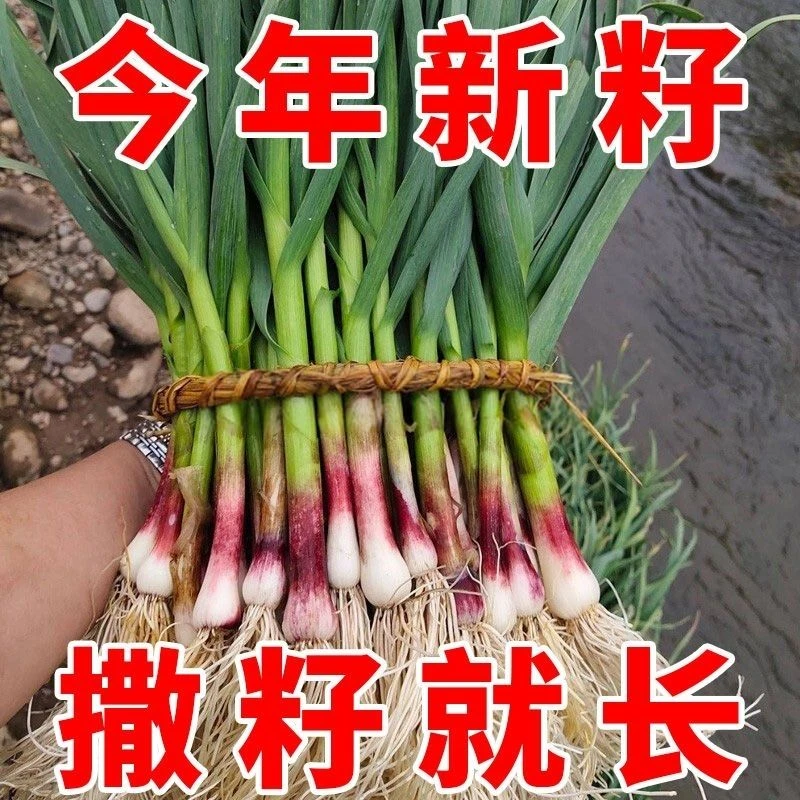 红根蒜苗种子香蒜硬叶紫皮大蒜四季阳台盆栽蔬菜一年三茬连续种植