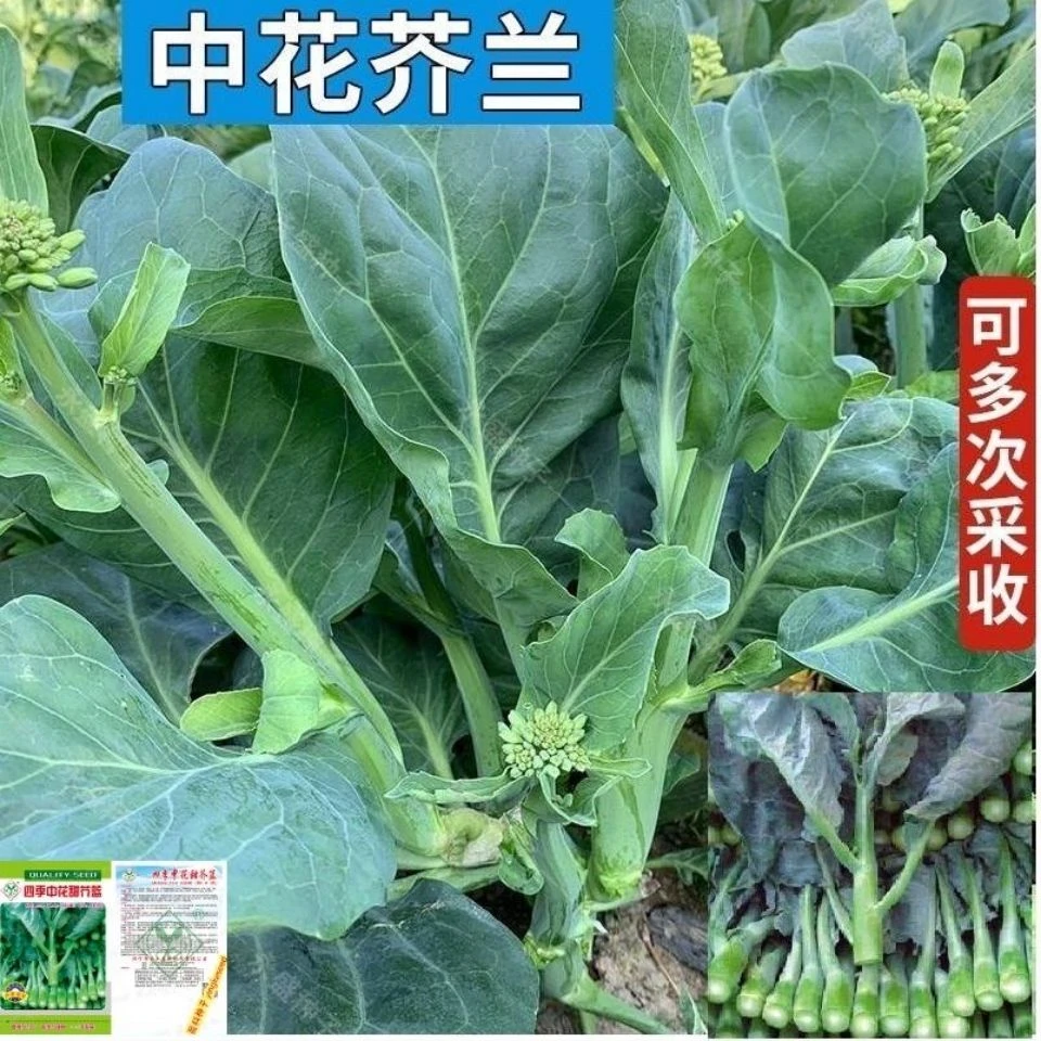四季芥兰种子芥蓝菜种子四季播种子芥笋种子盆栽种籽广东蔬菜种子