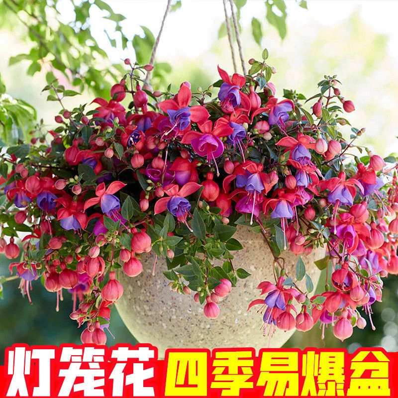 灯笼花种子花苗四季开花花草种子倒挂金钟花庭院阳台盆栽花卉种子
