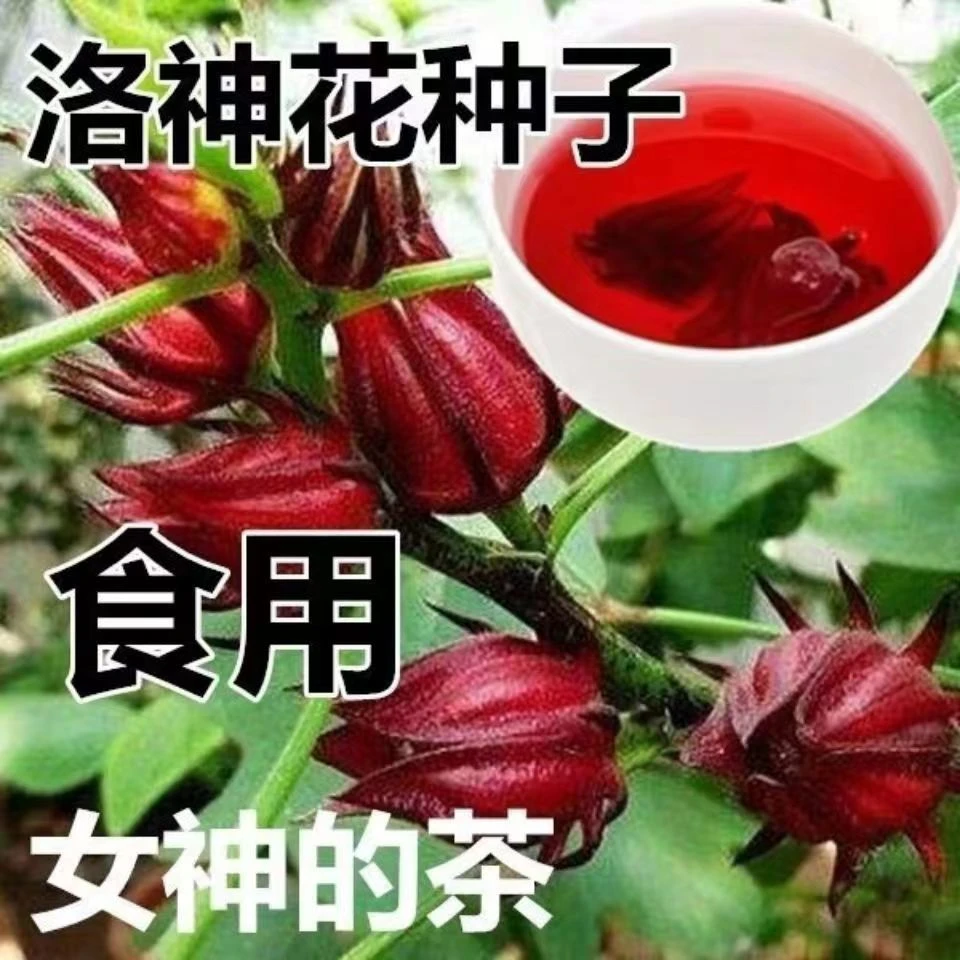 【红桃K种子】食用洛神花种子 玫瑰茄补血果花草茶种子易种花种子