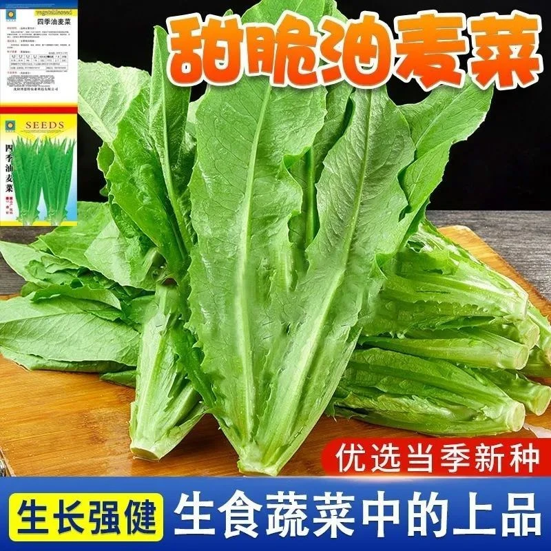 【当季热卖新种】油麦菜种子四季青菜种籽盆栽地栽春秋易种蔬菜种