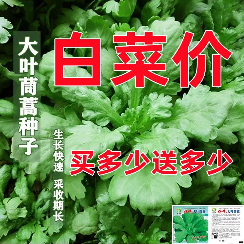 大叶茼蒿种子皇帝菜茼蒿菜籽菜种四季春季筒篙农家阳台蔬菜种籽孑
