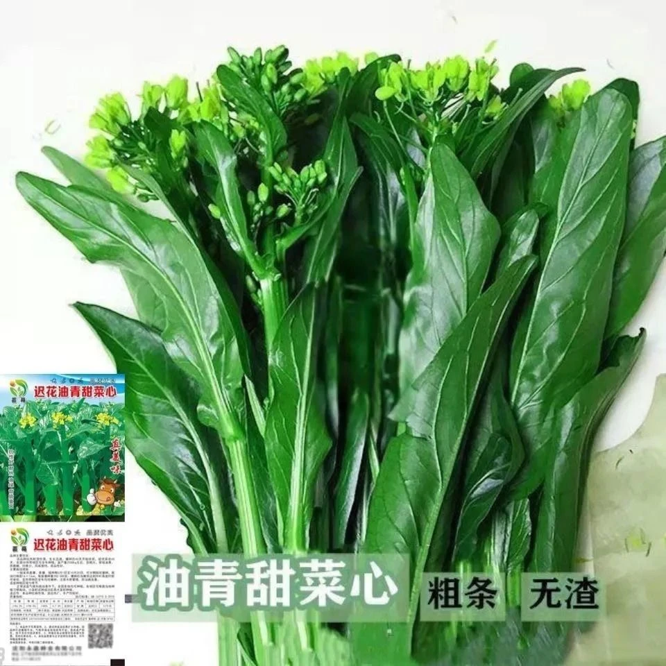 广东油青甜菜 四季春季菜心蔬菜种子大全季甜蔬菜青菜种子多枝
