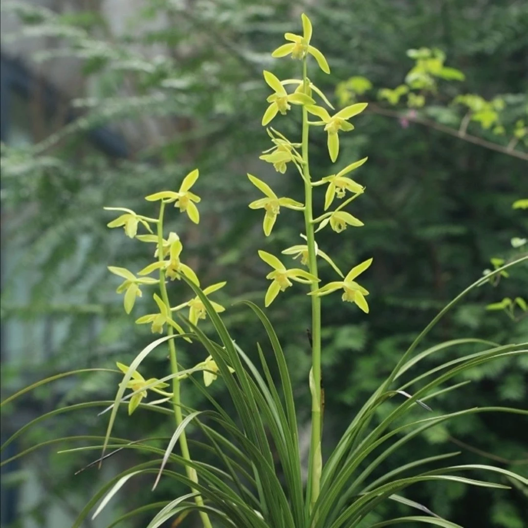 蕙兰温州素兰花苗带花苞浓香型室内办公阳台窗台庭院绿植盆栽花卉