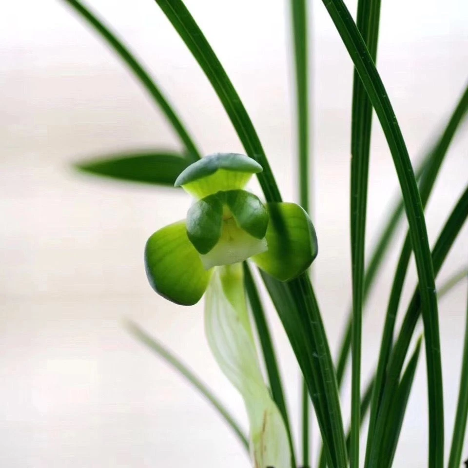 兰花苗春兰一休矮种室内绿植盆栽花卉兰花阳台