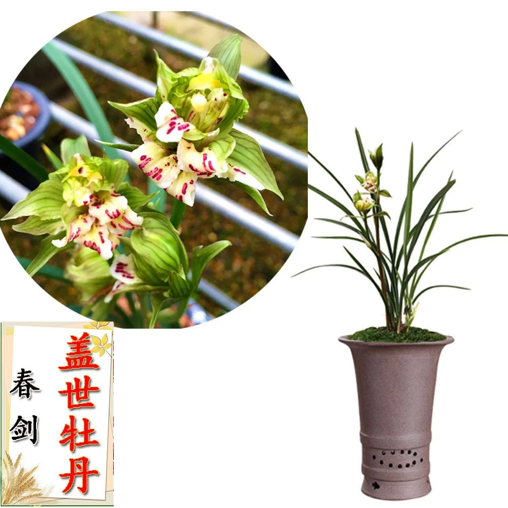 春剑兰花苗奇花盖世牡丹浓香型绿植盆栽阳台趣味花卉鬼兰花稀有