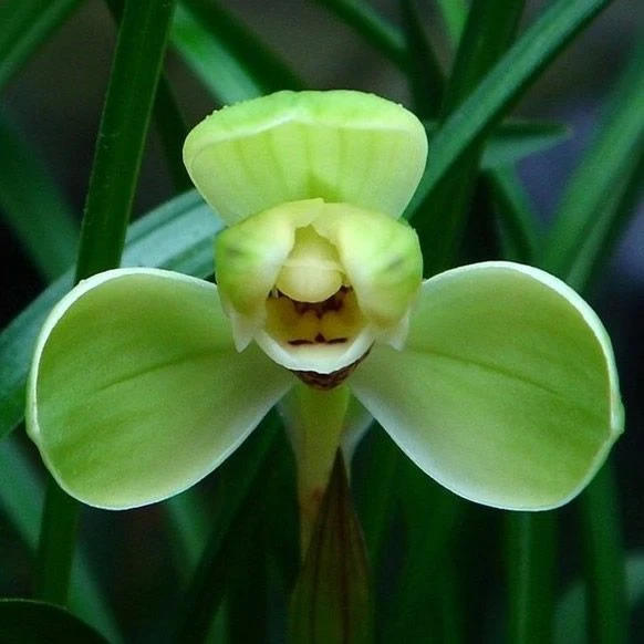 兰花苗春兰宋梅浓香花期长室内种植花卉