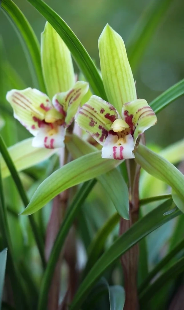 兰花苗春兰碧瑶次种室内绿植盆栽花卉