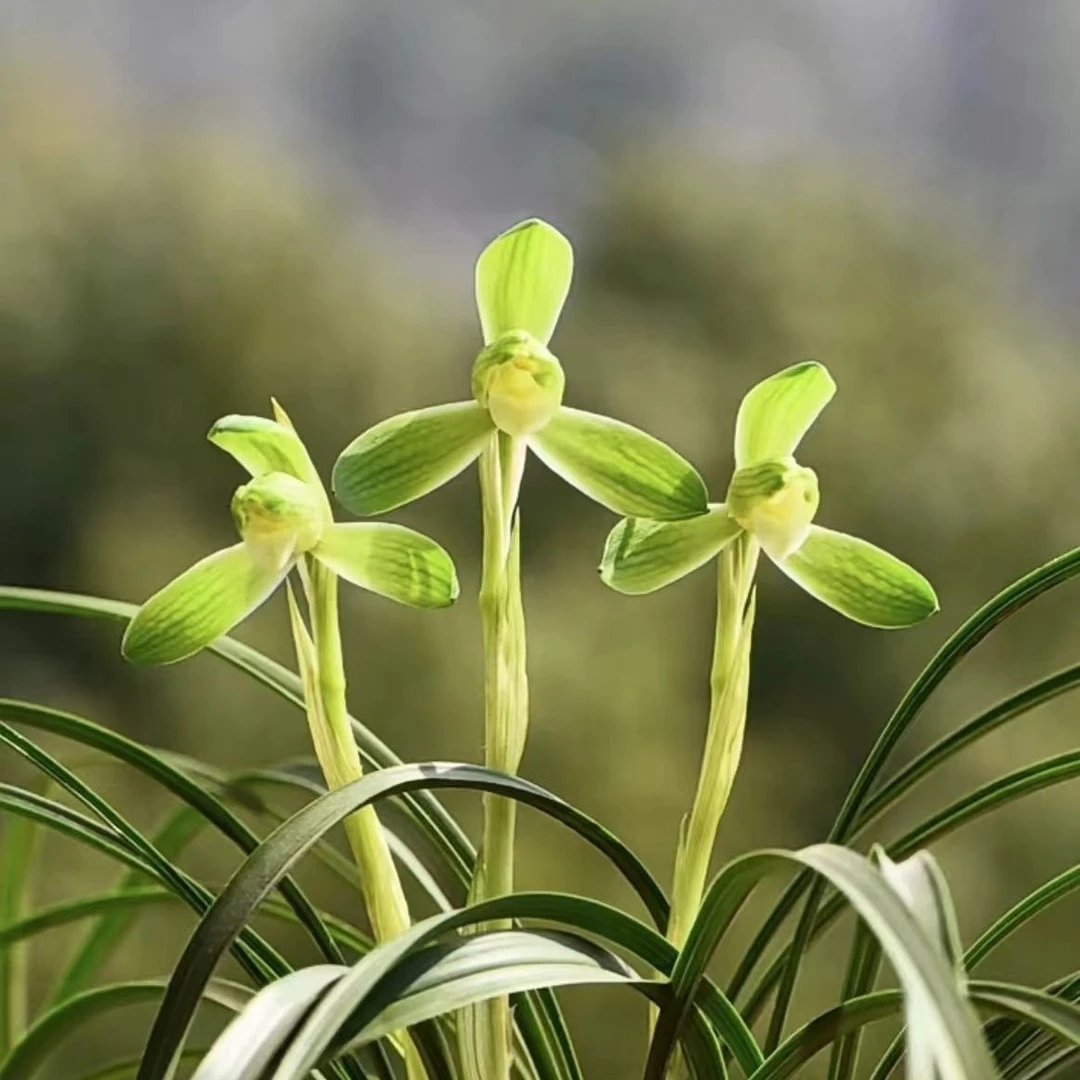 兰花苗盆栽知足素梅春兰名品花卉绿植室内盆栽
