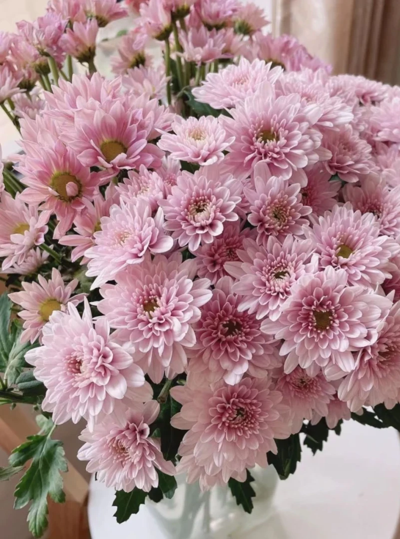 汉城（雏菊）产地顺丰包邮好养护