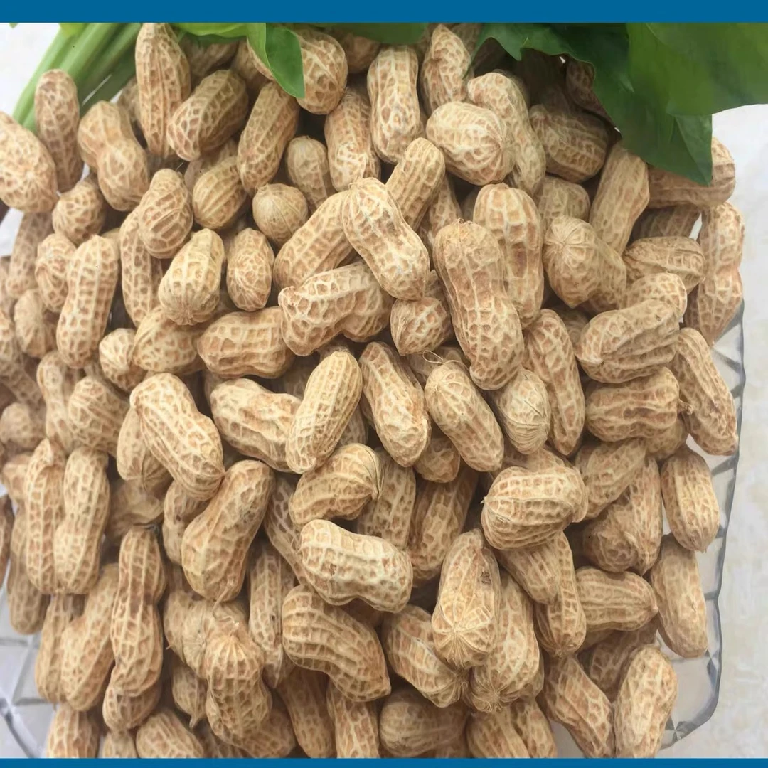 农家干粉衣农家小粒花生带壳生花生山地花生2024年湖南特产