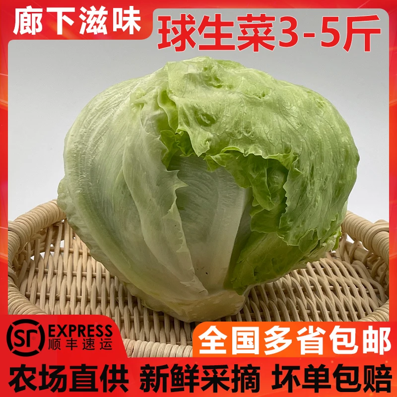 廊下滋味球生菜3斤-5斤装 汉堡生菜轻食沙拉煎饼食材新鲜沙拉蔬菜