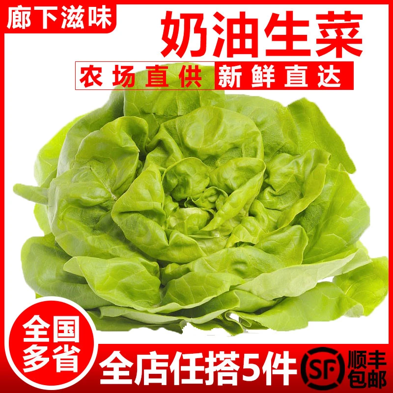 廊下滋味奶油生菜250g-500g 波士顿生菜新鲜蔬菜沙拉食材 嫩叶