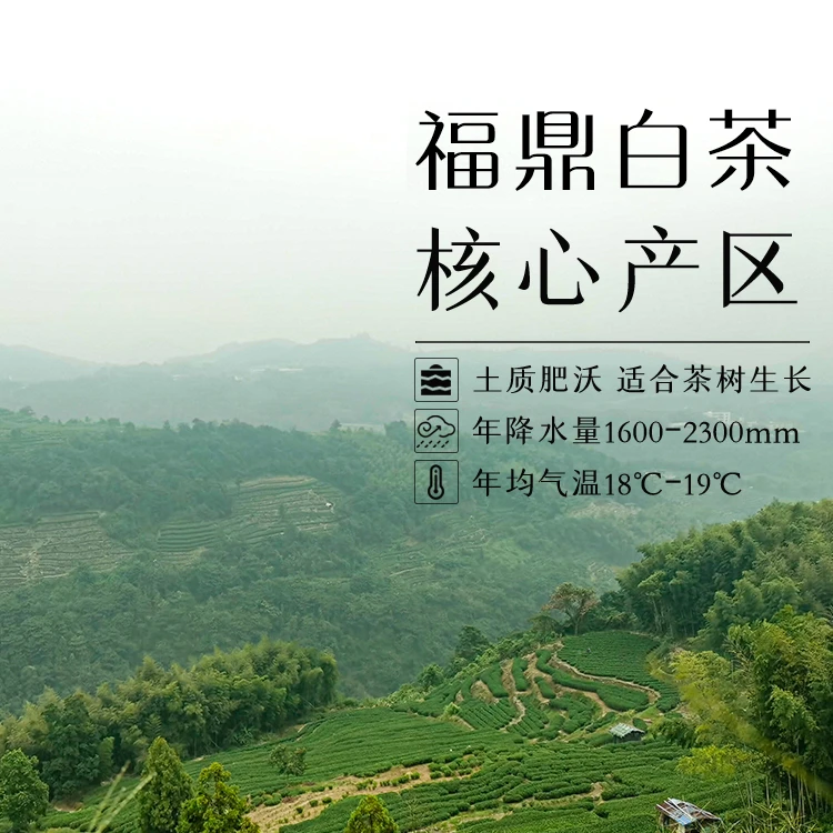 F新3范范有好茶 替代链接  2016年管阳小菜白毫银针饼300g