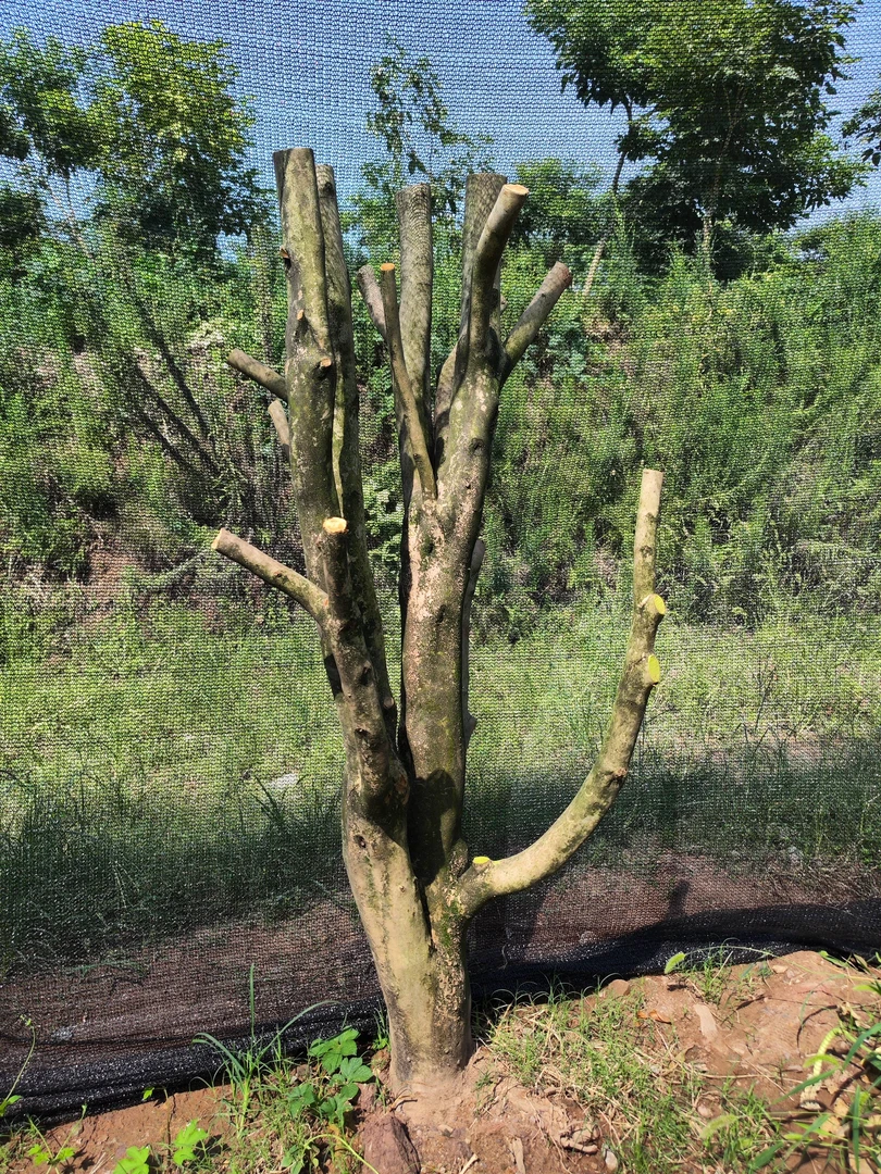 山茶花老桩 红绣球，熟货基地直发