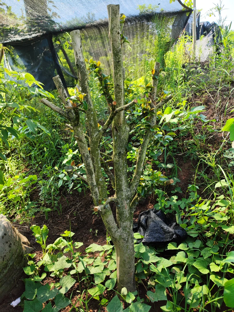 山茶花红绣球，熟货基地直发