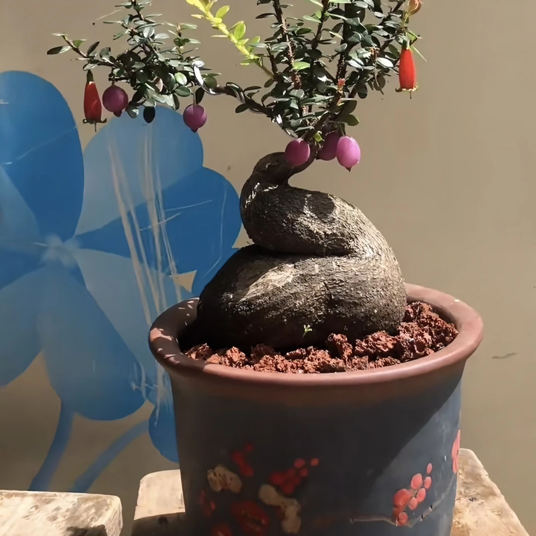 伍翅莓 开花结果四季常青  直播间一物一拍