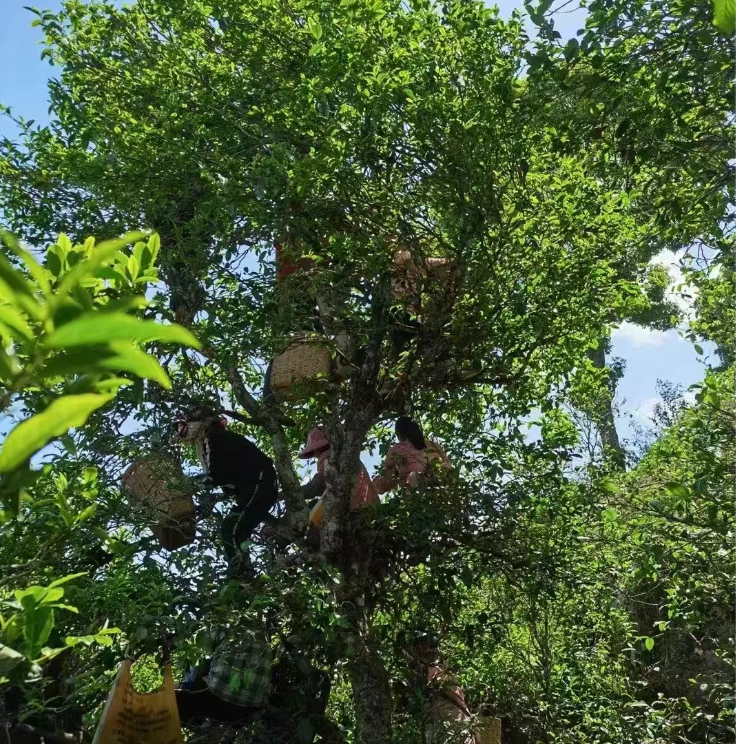 华茶出品 茶盒 古树纯料 普洱茶 生茶