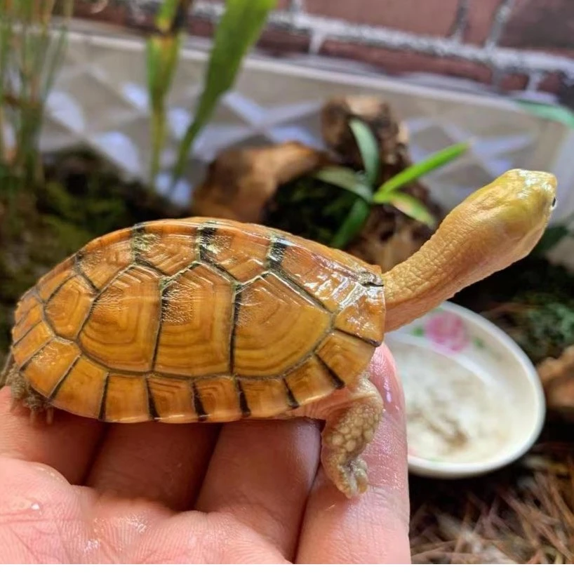 原种一代小青龟黄喉微笑龟本土龟浅水龟发色完美宠物龟冷水养殖