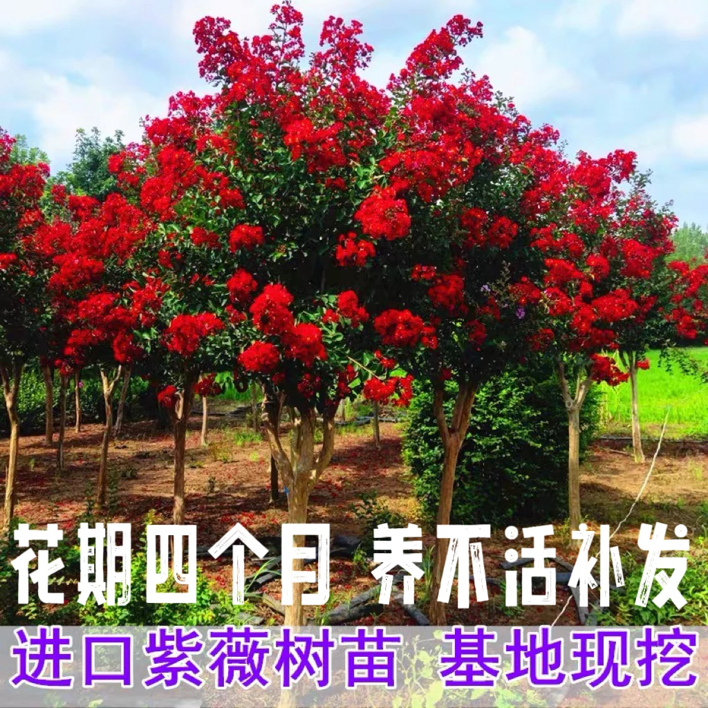 紫薇花地栽树苗一物一拍