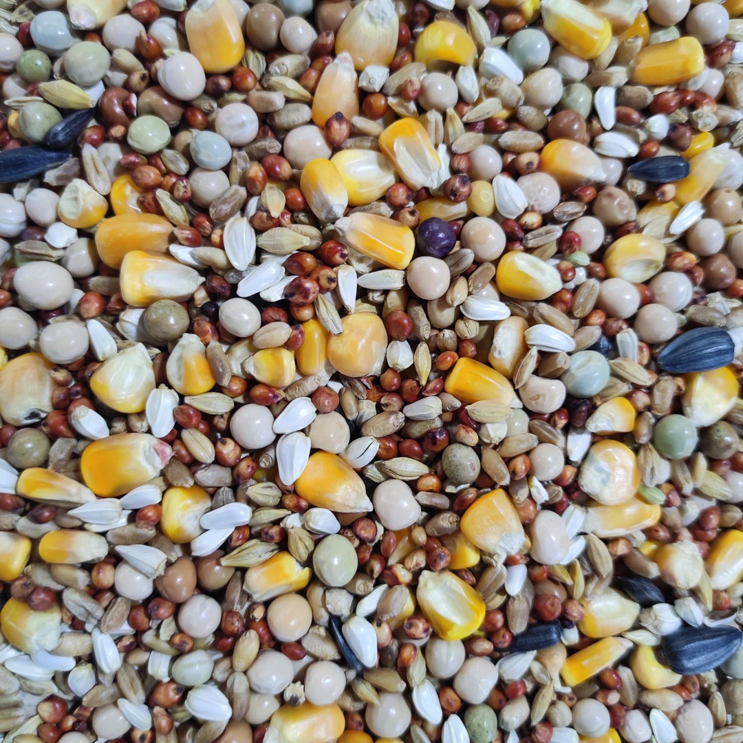 一品鸿鸽粮有玉米营养鸽料赛飞饲料信鸽观赏鸽子粮食鸟食50斤包邮