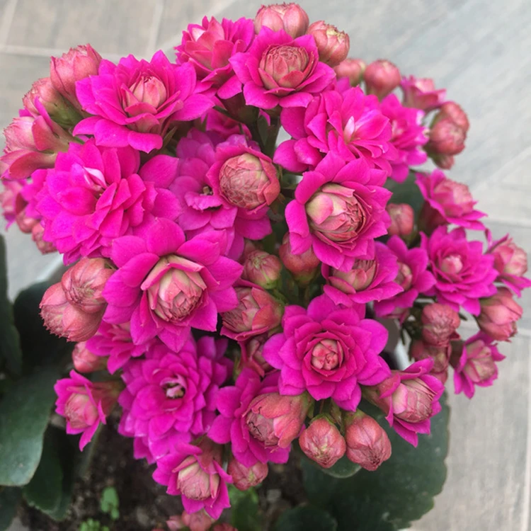 【迷你紫鸢】长寿花 紫色长寿花盆栽重瓣花苗带花苞 室内四季开花