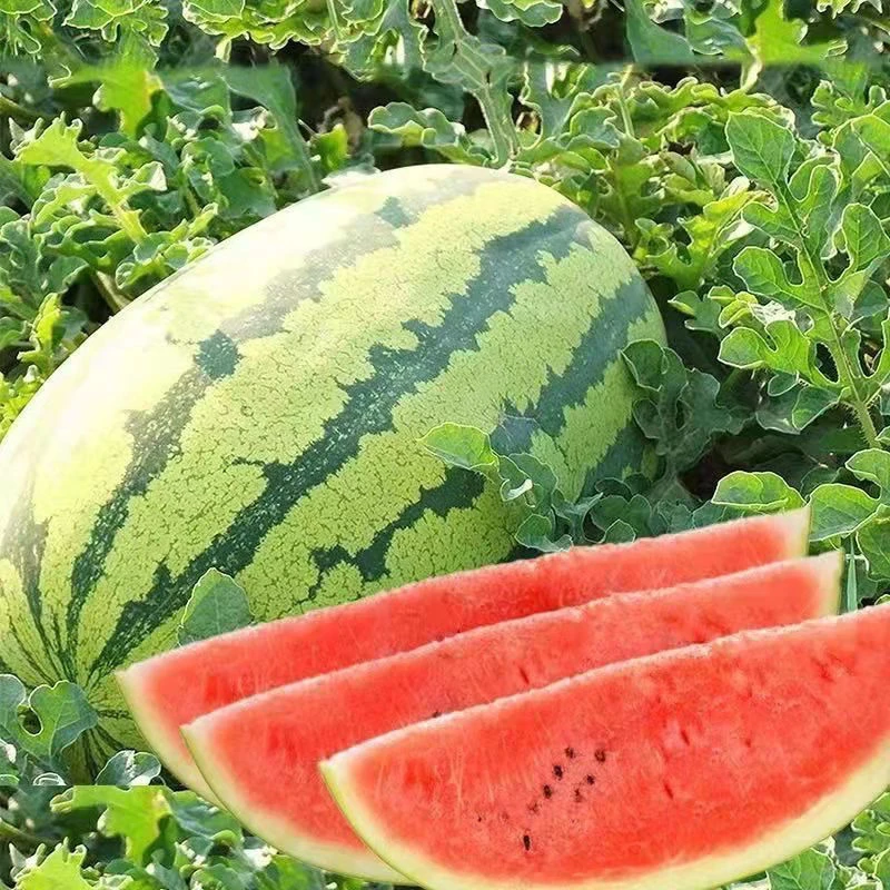懒汉西瓜种子适应性强四季种植西瓜种子播种蔬菜