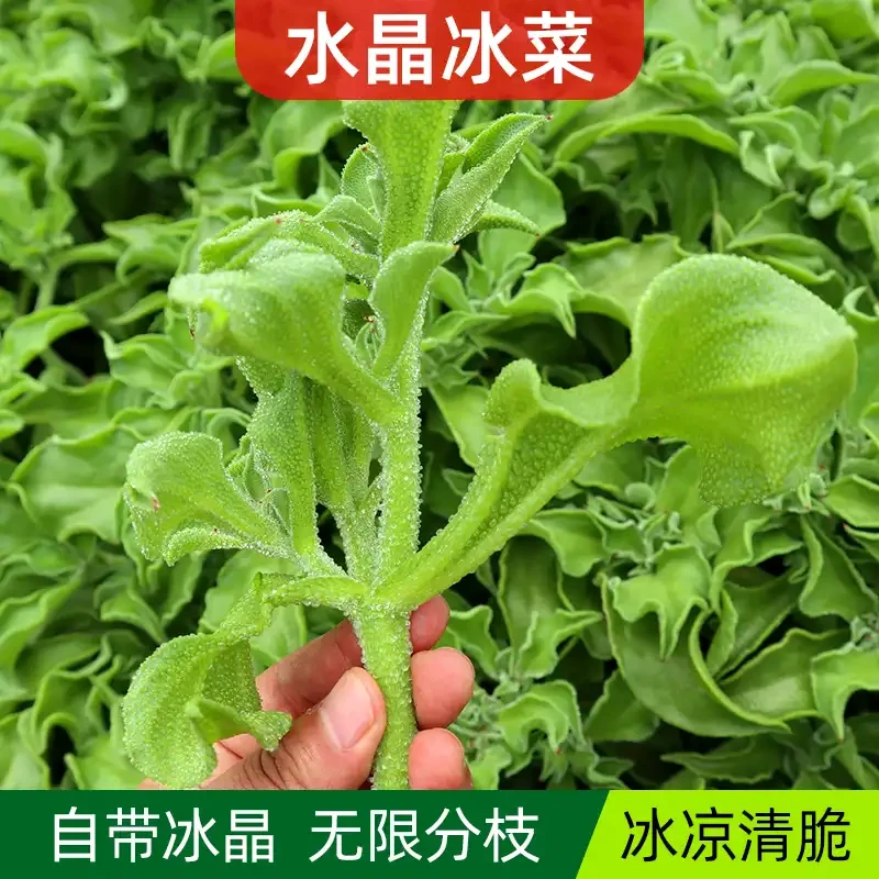 ☆冰菜种子蔬菜四季种植阳台小院种菜