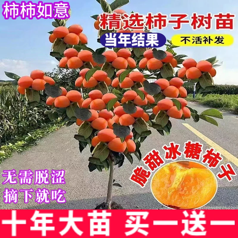 柿子树苗新品种无籽无核脆甜柿子苗盆栽地栽南方北方种植当年结果