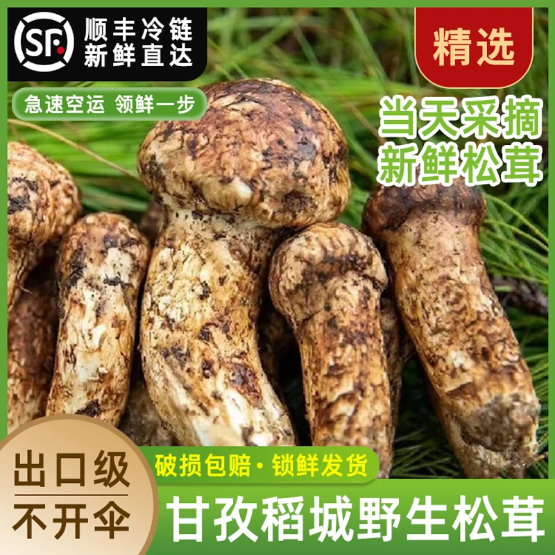 【新人尝鲜礼包】新鲜松茸更多规格甘孜藏族自治州稻城产地直发