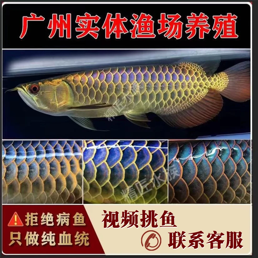 金龙鱼活鱼古典蓝底过背金龙鱼苗印尼辣椒超血红龙鱼活鱼观赏鱼