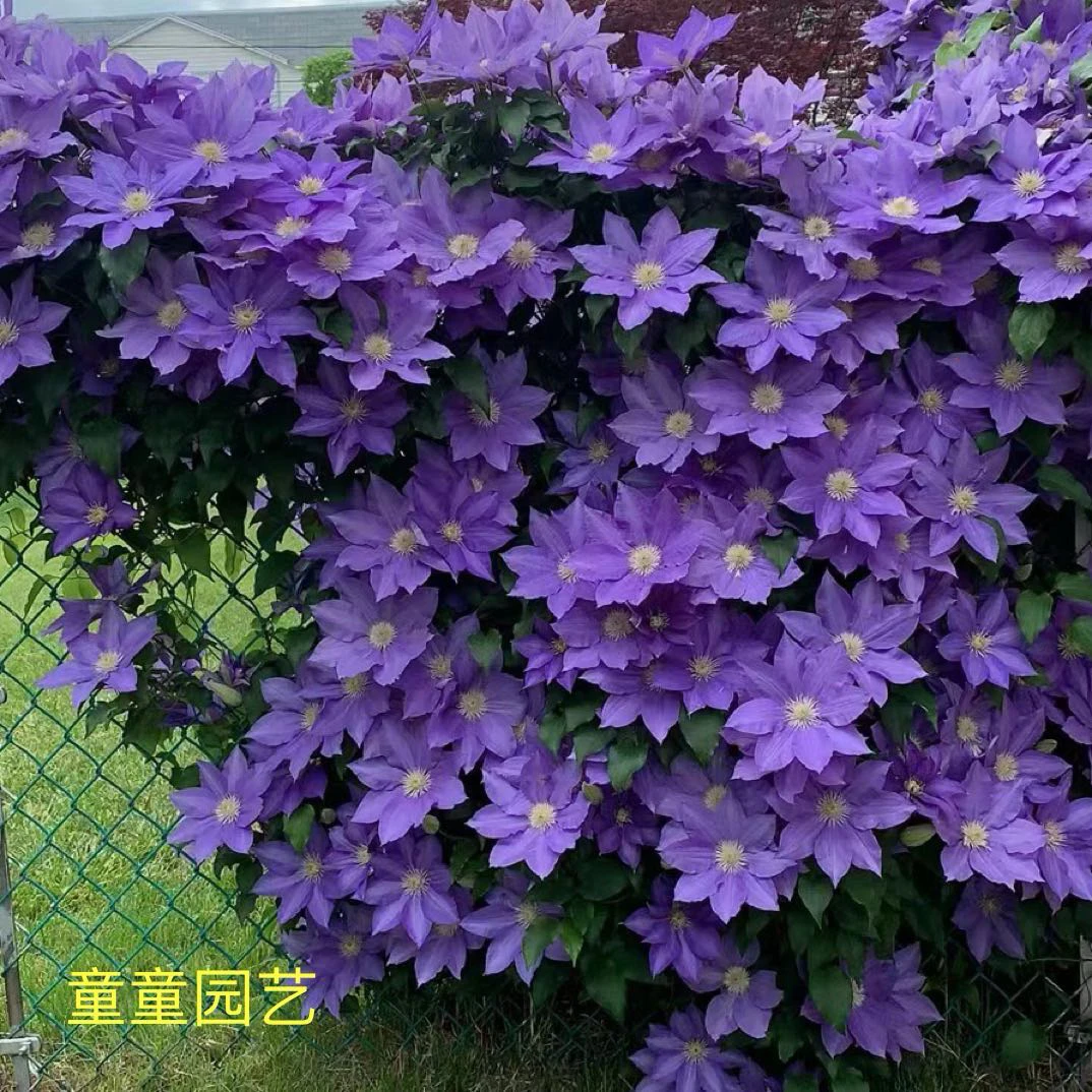 顺丰快递口径21铁线莲多年生爬藤重瓣大花勤花盆栽观花庭院阳台