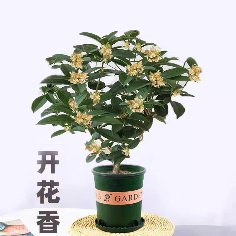 四季桂【带花芽原土发货】四季开花四季常青浓香型四季桂花树