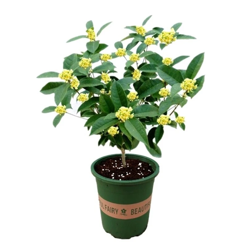 四季桂【四季开花、带花芽原土发货】盆栽地栽阳台庭院室内外浓香型