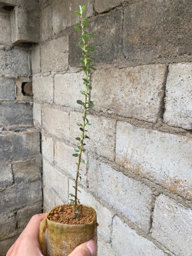 荀子盆栽直播素材
