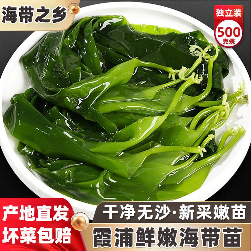 霞浦海带嫩苗新鲜盐渍海带苗凉拌煲汤海带芽火锅店同款小海带袋装