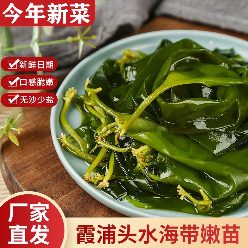 霞浦海带苗海带嫩苗盐渍新鲜海带非干货凉拌火锅健康食用袋装凉拌