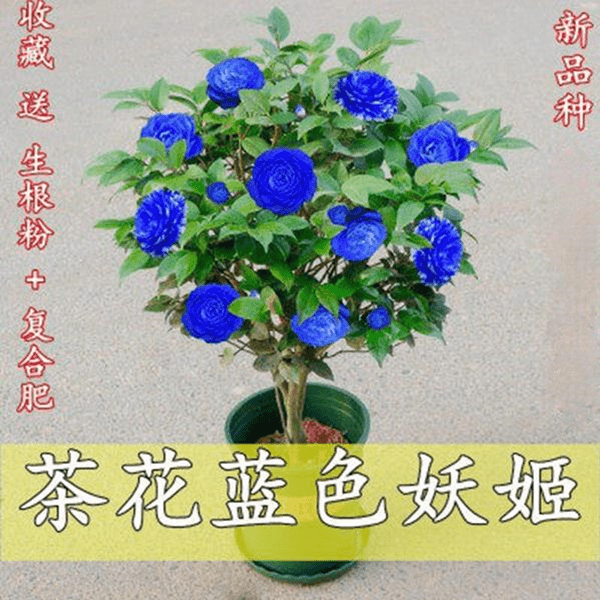 多色茶花树苗带花苞发货盆栽浓香型室外室内十色赤丹植物四季开花