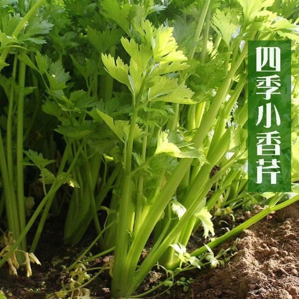【9块9 30颗】本地芹菜苗秧苗耐寒小香芹菜苗西芹苗高产四季庭院