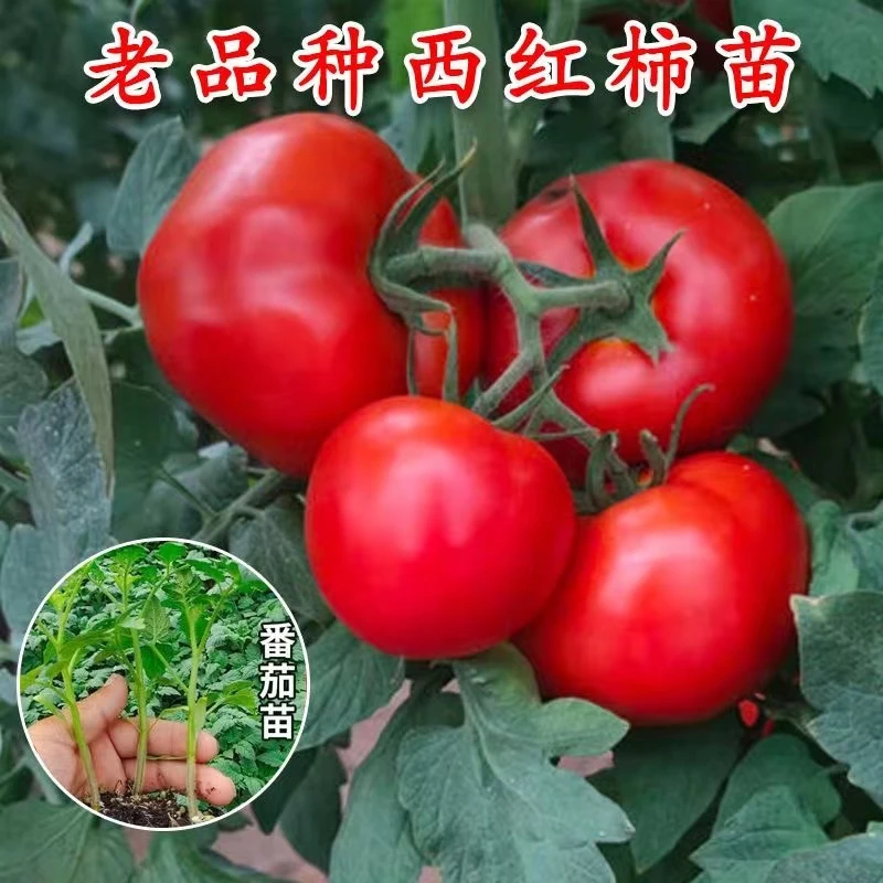 超甜圣女果苗子千禧樱桃番茄苗苗子西红柿苗苗子阳台春夏蔬菜苗