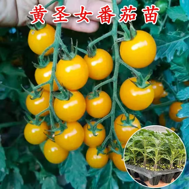 番茄秧苗带土西红柿苗圣女果苗南北方四季种植盆栽地栽蔬菜秧苗