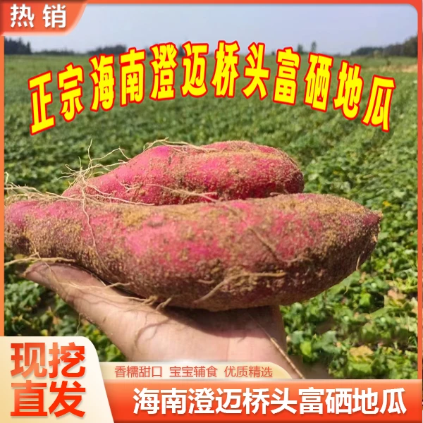 小苏先品(桥头地瓜)小果5斤/9斤
