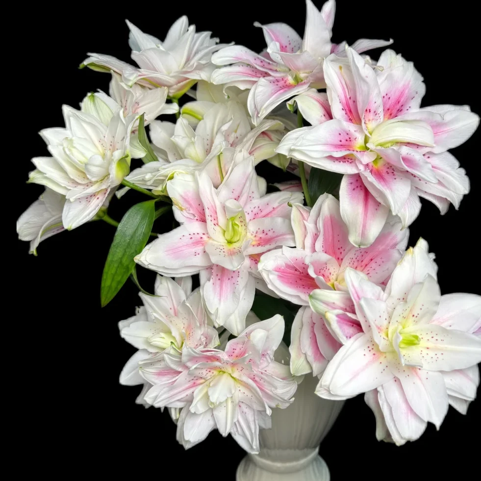 【花满堂】火星之恋-重瓣百合 任意两单包邮 发货后不支持退款