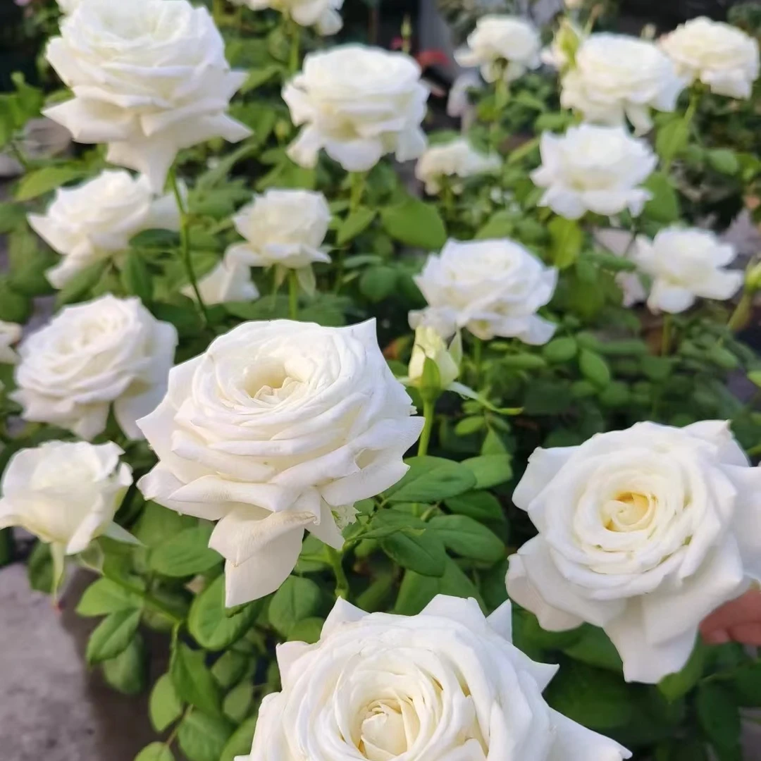 婚礼之路树状型棒棒糖月季，白色玫瑰，夏季加仑盆发货树状月季