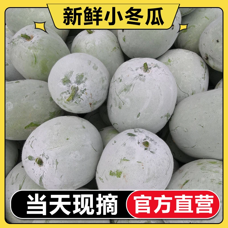 新鲜冬瓜4-10斤现摘现发水果小冬瓜米冬瓜当季时令果蔬包邮